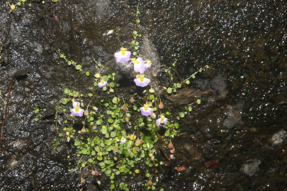 Utricularia striatula Sm.